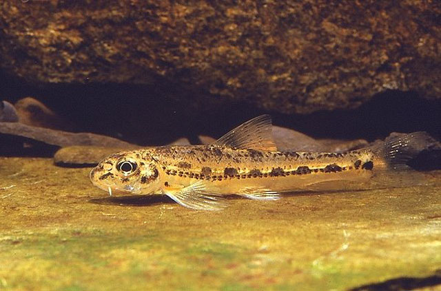 Microphysogobio brevirostris (Günther, 1868)